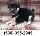 Outstanding akc shiba inu puppies ready