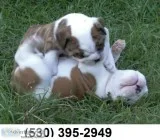Erek hi we have 2english bulldog puppies