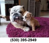 Ghgfj guaranteed english bulldog puppies