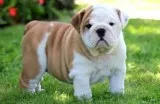 Bulldogs for adoption