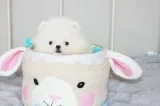 Beautiful pomeranian puppies available
