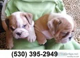 Sweet english bulldog puppies ready