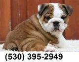 Sddf purebred english bulldog pups ready
