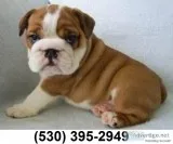 Fgone m one f english bulldog puppies