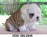 Ehgr nice english bulldog puppies ready