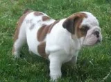 Vet checked akc english bulldogs