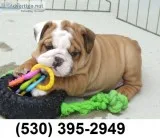 Bighead healthy english bulldog puppies