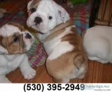 Erg two lovely english bulldog puppies