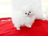 Beautiful bear face micro teacup pom ava