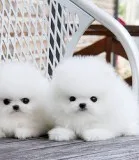 Healthy home raised pomeranian pups avai