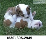 Fgh guaranteed english bulldog puppies