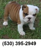 Ngh adorable two english bulldogs availa