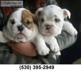 Dh 11 wks purbrd english bulldog puppies