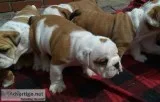 Puppies for sale 
