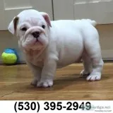 Zz adorable two english bulldogs puppies