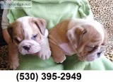 Ammack sweet english bulldog puppies
