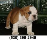Df have 2 lovely english bulldog puppies