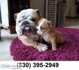 Sdgtdf 100% english bulldog puppies now
