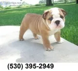 Ghdfh vemil love english bulldog puppies