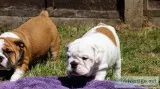 Puppies for sale