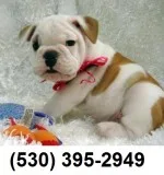 Bhj outstandig english bulldog puppies