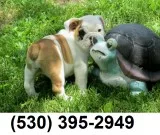 Pgf nice lookig english bulldog puppies