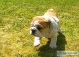 Puppies for sale