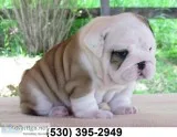 Dnhgj english bulldog puppies two ready