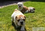 English bulldog puppis for sale