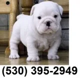 Lofg playful english bulldog puppies