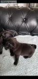 Kc reg pug puppy