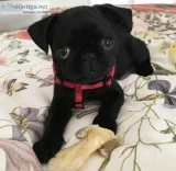 Super adorable pug puppies