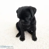 Gorgeous teacup pug puppies