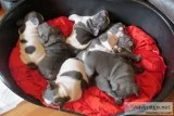 Ahgf brave blue french bulldog puppies
