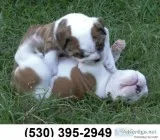 Ser male &female english bulldog puppies
