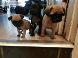 Pug puppies last 3 left