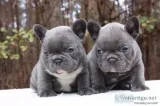 Admirable french bulldog puppies