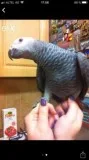 Pairs of african grey birds for sale