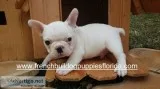 French bulldog puppies $1700