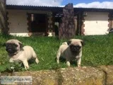 Quality bred fawn pugs for sale