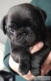 Pug puppies