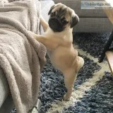 Lovely pure breed pug puppie