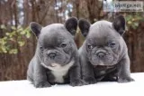 Bulky male and female frenchies
