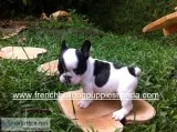 Beautiful and adorable french bulldog pu