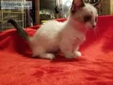 Munchkin
