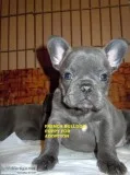 Blue french bulldog puppies for sale