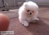 Adorable pedigree pomeranian puppies
