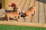 English bulldog puppies for sale