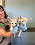 Home raised fennec fox babies available 