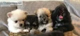 Tiny stunning kc parti pomeranian puppie